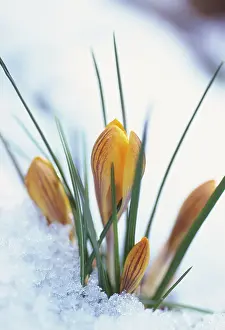 Beginning: Crocus