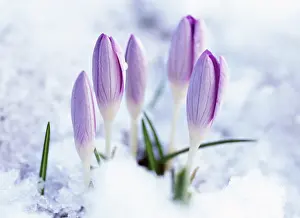 Beginning: Crocus
