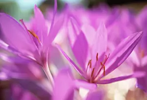 Gaudy: Crocus