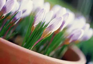 Beginning: Crocus