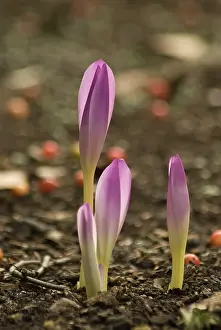 Maturing: Crocus