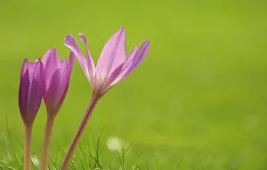 Pure: Crocus