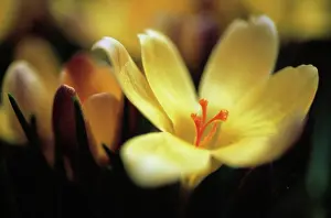 Petite: Crocus