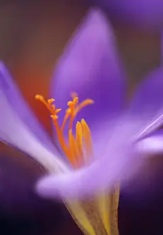 Splendid: Crocus