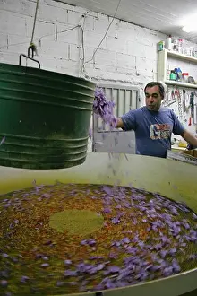 Flavoring: Crocus