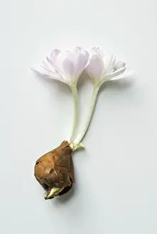 Graphic: Crocus