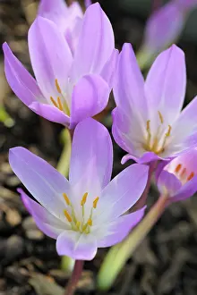 Autumnale: Crocus, Autumn Crocus, Ccolchicum autumnale, Close up of mau