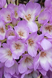 Autumnale: Crocus, Autumn crocus, Colchicum autumnale, Mass