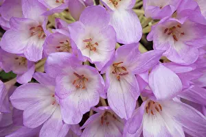 Autumnale: Crocus, Autumn crocus, Colchicum autumnale, Mass