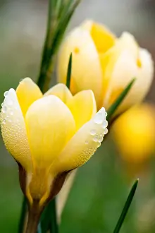 Private: Crocus in bloom in a garden in winter France, Pas