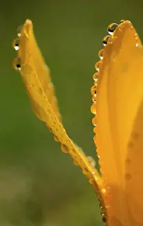 Moisture: Crocus close up showing orange petals edged with