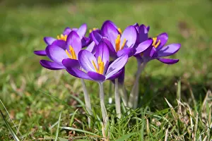 Clump: Crocus - clump of flowers