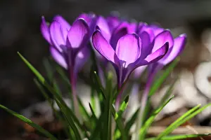 Corm: Crocus, Crocus cultivar. Group of purple crocus
