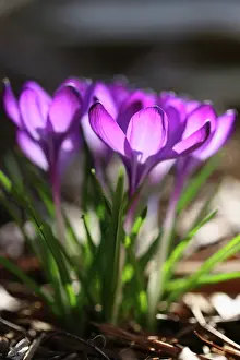 Corm: Crocus, Crocus cultivar. Group of purple crocus