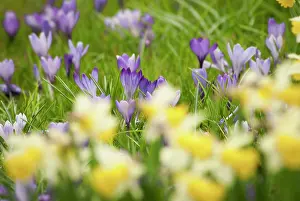 Vernus: Crocus, Crocus vernus, A spring scene of several
