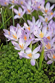 Tommasinianus: Crocus, Early crocus