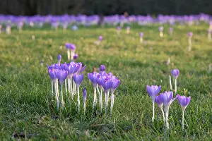 Tommasinianus: Crocus, Early crocus