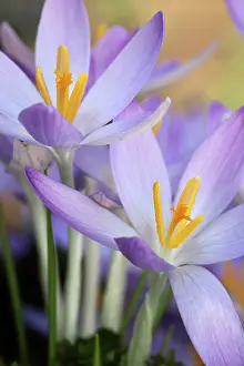 Tommasinianus: Crocus, Early crocus