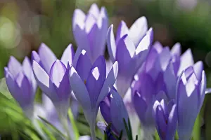 Opening: Crocus, Early crocus, Crocus tommasinianus, Side