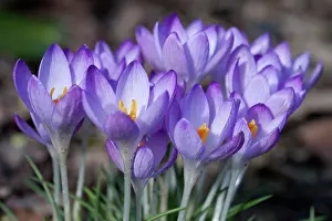 Opening: Crocus, Early crocus, Crocus tommasinianus, Side