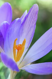 Opening: Crocus, Early crocus, Crocus tommasinianus, Side