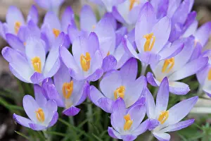 Opening: Crocus, Early crocus, Crocus tommasinianus, Top