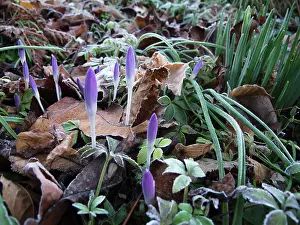 Unfolding: Crocus, Early crocus, Crocus tommasinianus, Low
