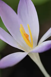 Mauve: Crocus, Early crocus, Crocus tommasinianus, Mauve