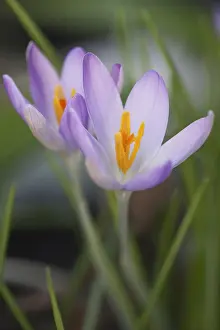 Mauve: Crocus, Early crocus, Crocus tommasinianus, Mauve