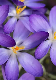 Tommasinianus: Crocus, Early crocus, Crocus tommasinianus, Purple