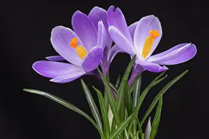 Tommasinianus: Crocus, Early crocus, Crocus tommasinianus, Purple