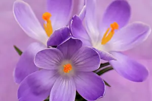 Tommasinianus: Crocus, Early crocus, Crocus tommasinianus, Purple