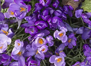 Tommasinianus: Crocus, Early crocus, Crocus tommasinianus, Purple
