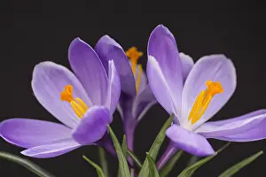 Stamen: Crocus, Early crocus, Crocus tommasinianus, Purple