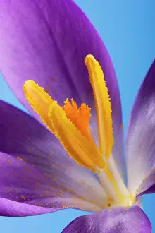 Stamens: Crocus flower - close up of stamens & pollen