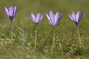 Crocuses: Crocus in flower October French Pyrenees