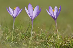Crocuses: Crocus in flower October French Pyrenees