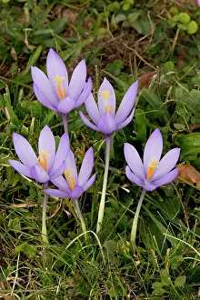 Crocuses: Crocus in flower October French Pyrenees
