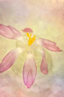 Abstracts: Crocus Flower - Textured Image - Norfolk UK