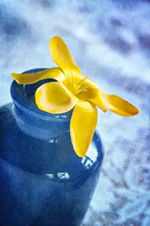 300119: Crocus Flower - Textured Image - Norfolk UK