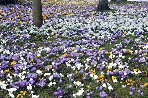 Crocuses: Crocus - flowering in park at springtime