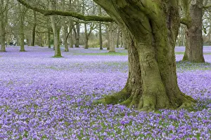 Speciosus: Crocus - the Husum crocus blossom is a nationally