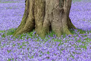 Speciosus: Crocus - the Husum crocus blossom is a nationally
