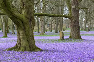 Speciosus: Crocus - the Husum crocus blossom is a nationally