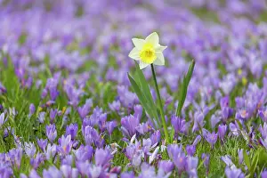 Speciosus: Crocus - the Husum crocus blossom is a nationally
