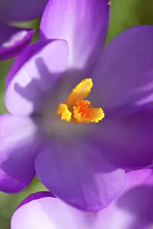 Crocuses: Crocus - Macro photograph of flower