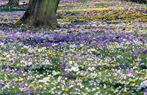 Crocuses: Crocus - mass in spring time