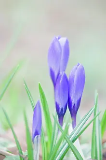 Naturalised: Crocus - naturalised in grassland