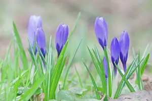 Naturalised: Crocus - naturalised in grassland
