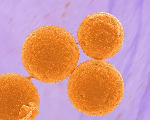 Granule: Crocus Pollen